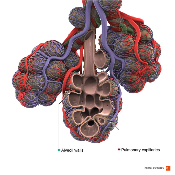 File:Healthy alveoli Primal.png