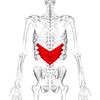 Serratus posterior inferior muscle back2.png