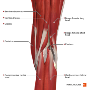 Physical Therapist's Guide to Hamstring Injuries