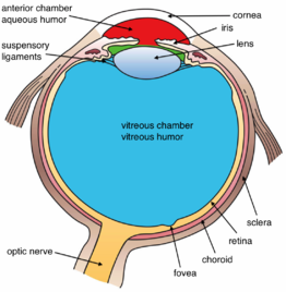The Eyeball - Structure - Vasculature - TeachMeAnatomy