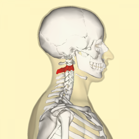 C2lateral。png