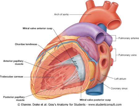 Anatomy of the Human Heart - Physiopedia