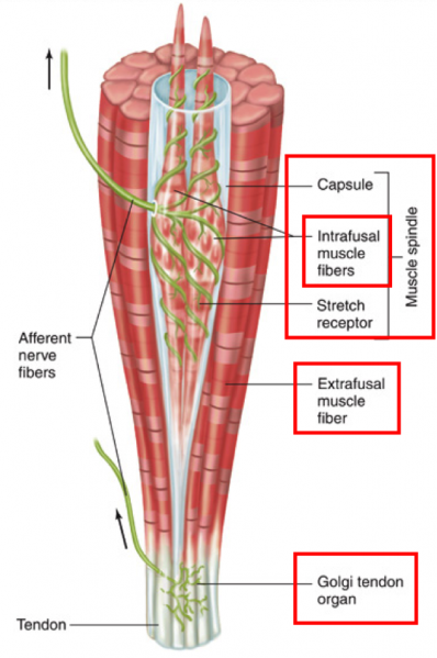 File:MuscleSpindle.png