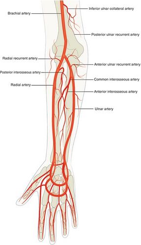 right ulnar artery