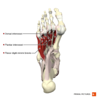 Plantar muscles of the foot fourth layer Primal.png