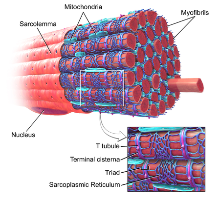 Sarcolema SkeletalMuscle.png