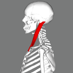 Sternomastoid muscle lateral.png