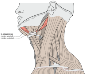Digastric image.png