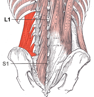 Pelvic Girdle Anatomy - Pelvis Bones By @rev.med #Pelvic