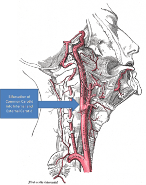 473px-Gray's Anatomy with markup showing carotid artery bifurcation.png