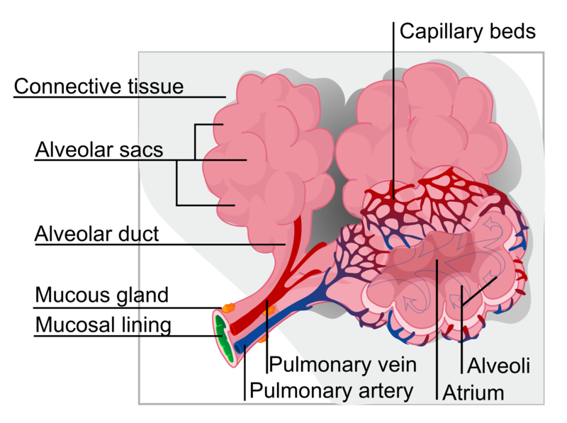 File:An alveolus, is an anatomical structure that has the form of a hollow cavity. Mainly found in the lung, the pulmonary alveoli are spherical outcroppings of the respiratory bronchioles and are the (1).png