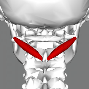inferior oblique of the neck