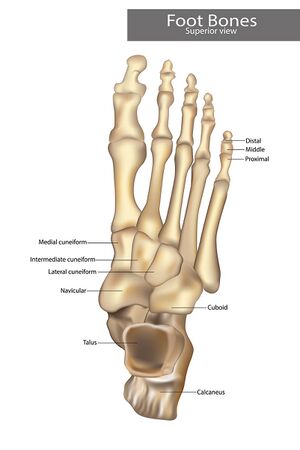 Ligaments of the Foot and Ankle Overview - FootEducation