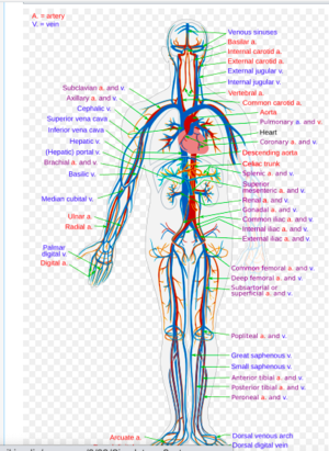 Vital Organs - Physiopedia