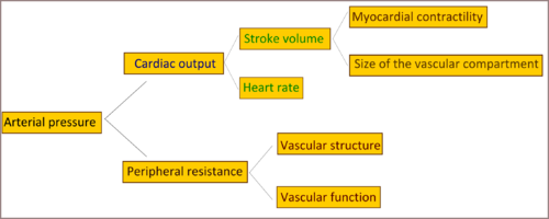 Arterial pressure diagram.png