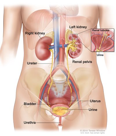 Chronic Kidney Disease - Physiopedia