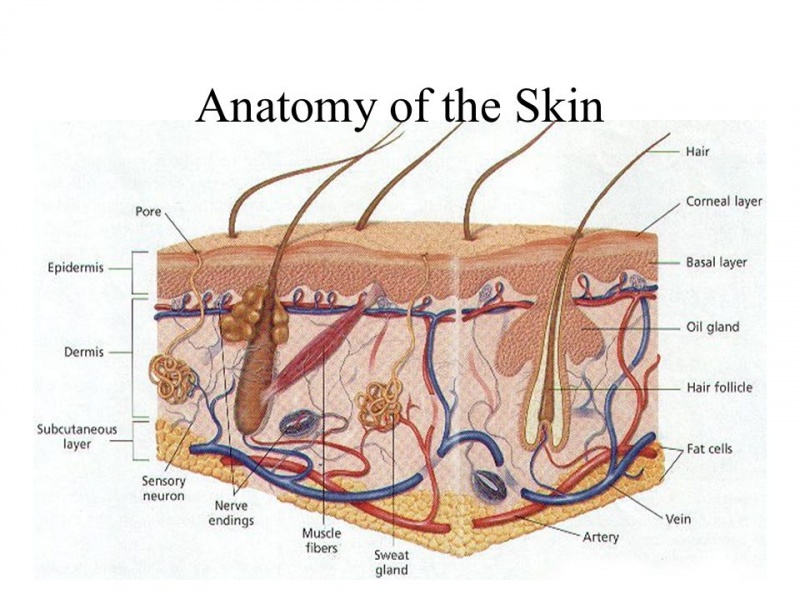 File:Anatomy+of+the+Skin.jpg
