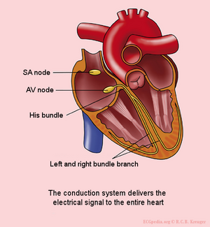 Anatomy of the Human Heart - Physiopedia