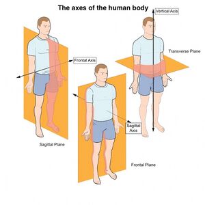 The 3 Anatomical Body Planes and The Movements In Each