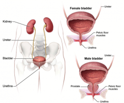 Anatomy of the male and female bladder.