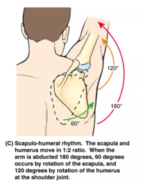 Name the girdle that helps in movement of shoulder.