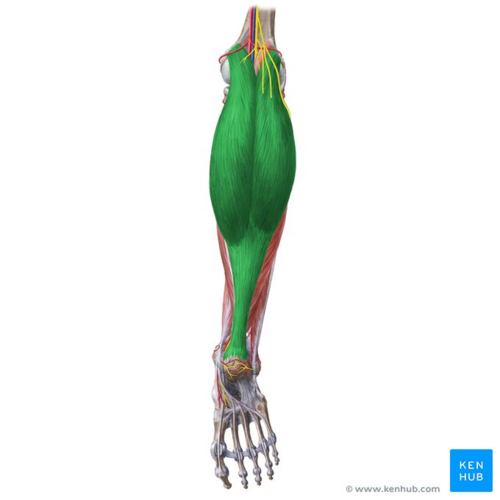 Gastrocnemius Muscle: Plantar Flexion (3D Animation) 