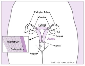 uterine prolapse, prolapsed uterus