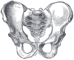 Pelvis, Encyclopedia, , Learn anatomy