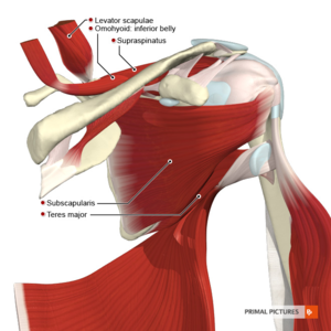 Scapula anatomy: location, parts, joints, muscles