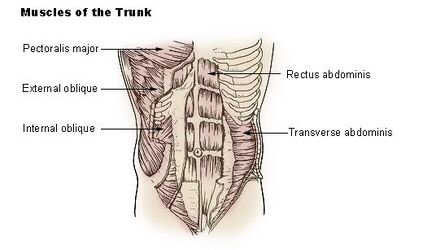 Anterior abdominal muscles: Anatomy and functions