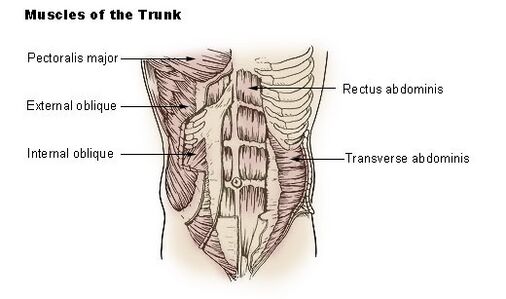 Anatomy of the transversus abdominis plane (TAP). (A) Diagram shows