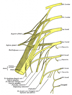Sacral and coccygeal plexus.png