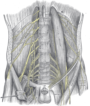 spinal nerves plexus anatomy