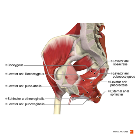 골반 횡격막 원초의 근육.2015 년