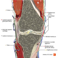 Coronal section of the knee joint 1 Primal.png