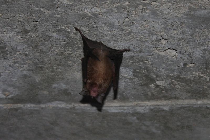 File:Rufous Horseshoe Bat (Rhinolophus rouxii) (6105947614).jpg