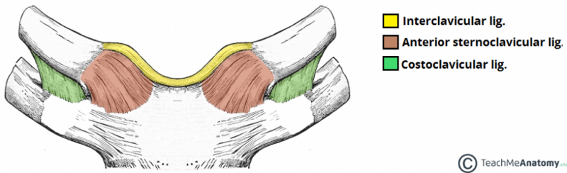 File:Ligaments-of-the-Sternoclavicular-Joint-1024x312.png
