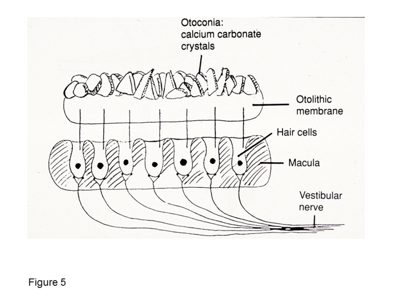 File:Otoconia and Otolithic membrane.png
