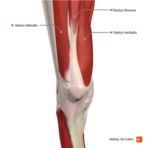 Key Muscles in Knee Replacement Rehabilitation