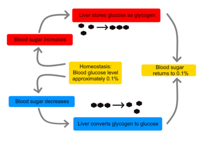 Glycogen replenishment to prevent muscle fatigue