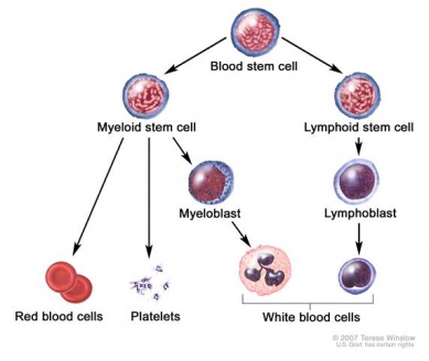 chronic leukemia vs acute leukemia