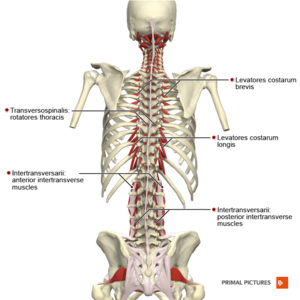 vertebrae bones