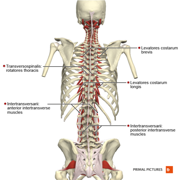 File:Muscles of the back transversospinales group and segmental muscles Primal.png