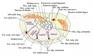 Carpal tunnel Anatomy