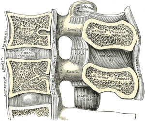 ligamentum flavum cervical spine
