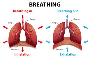 paradoxical breathing