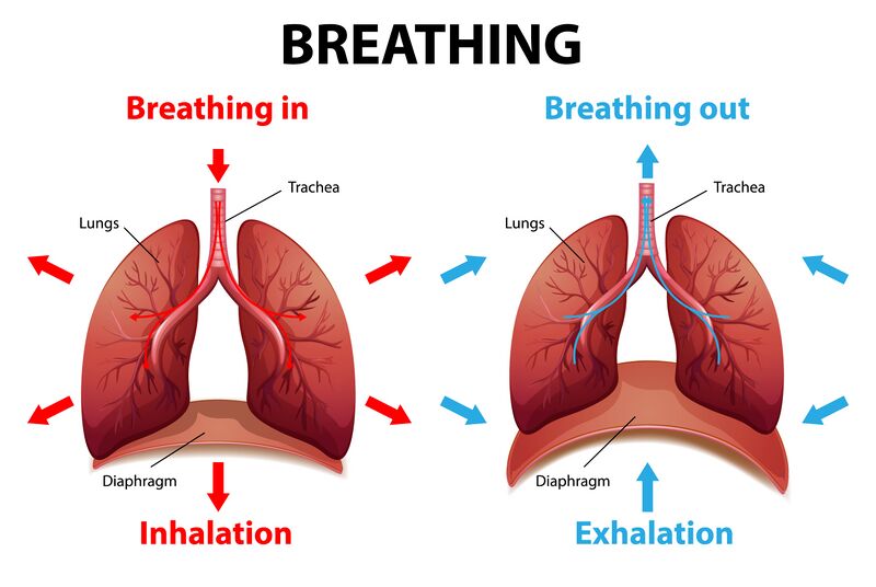 File:Inhalation and exhalation phase.jpeg