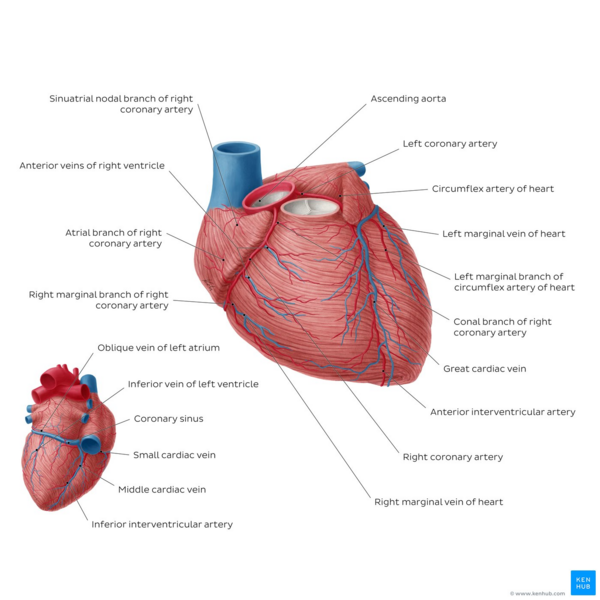 Overview of the coronary arteries and cardiac veins - anterior and posterior views