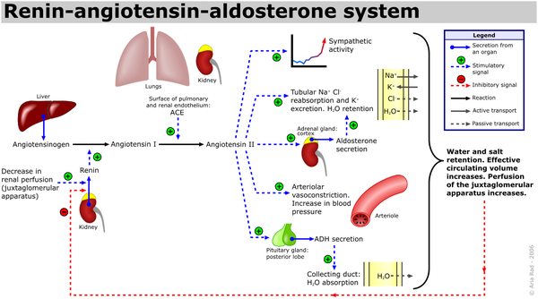 Renin-angiotensin-aldosterone system.png