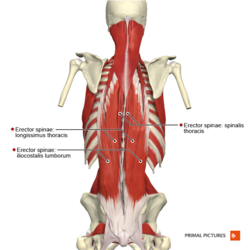 lumbar spine pain